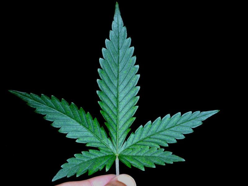 Jak kolekcjoner może znaleźć dobrego dostawcę nasion marihuany?
