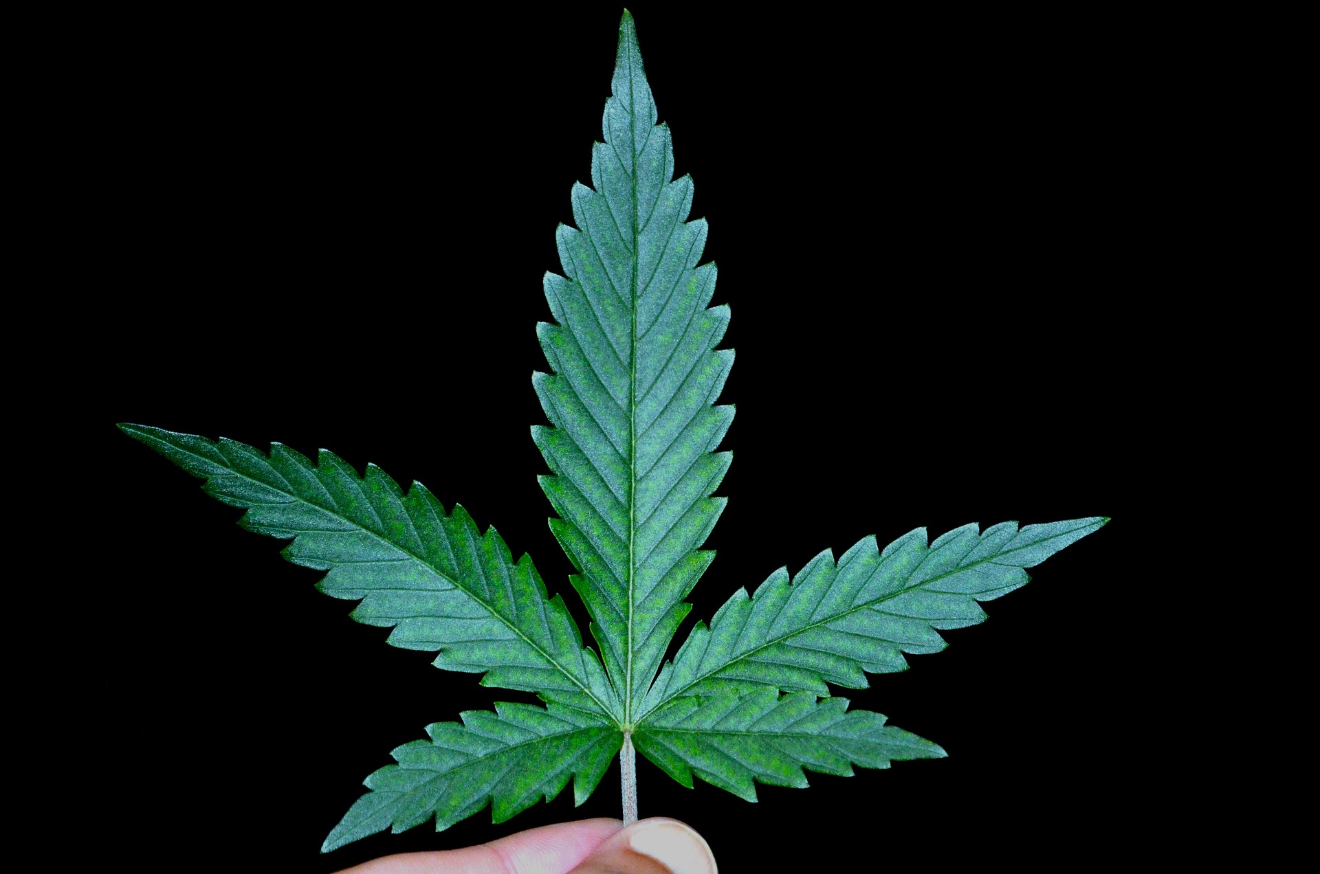 Jak kolekcjoner może znaleźć dobrego dostawcę nasion marihuany?